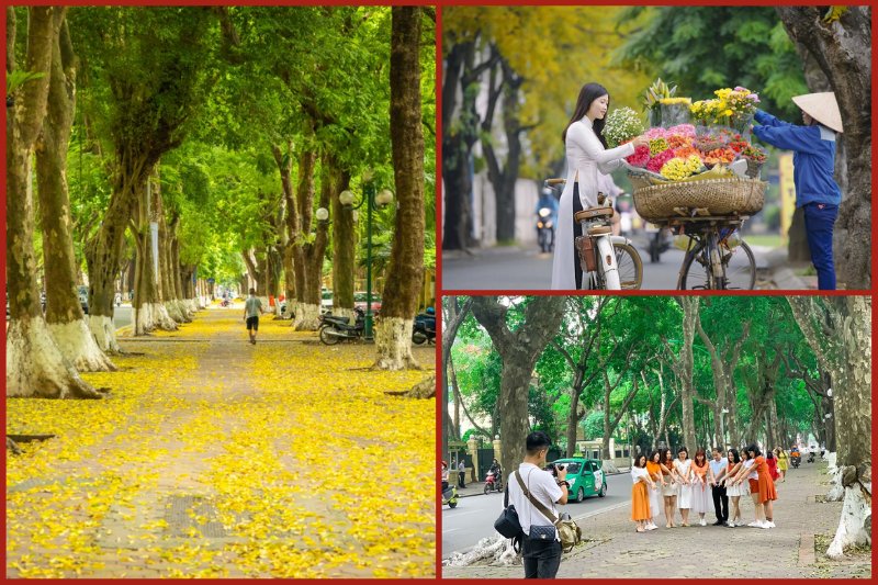 Watching falling yellow leaves and take photos on Phan Dinh Phung street